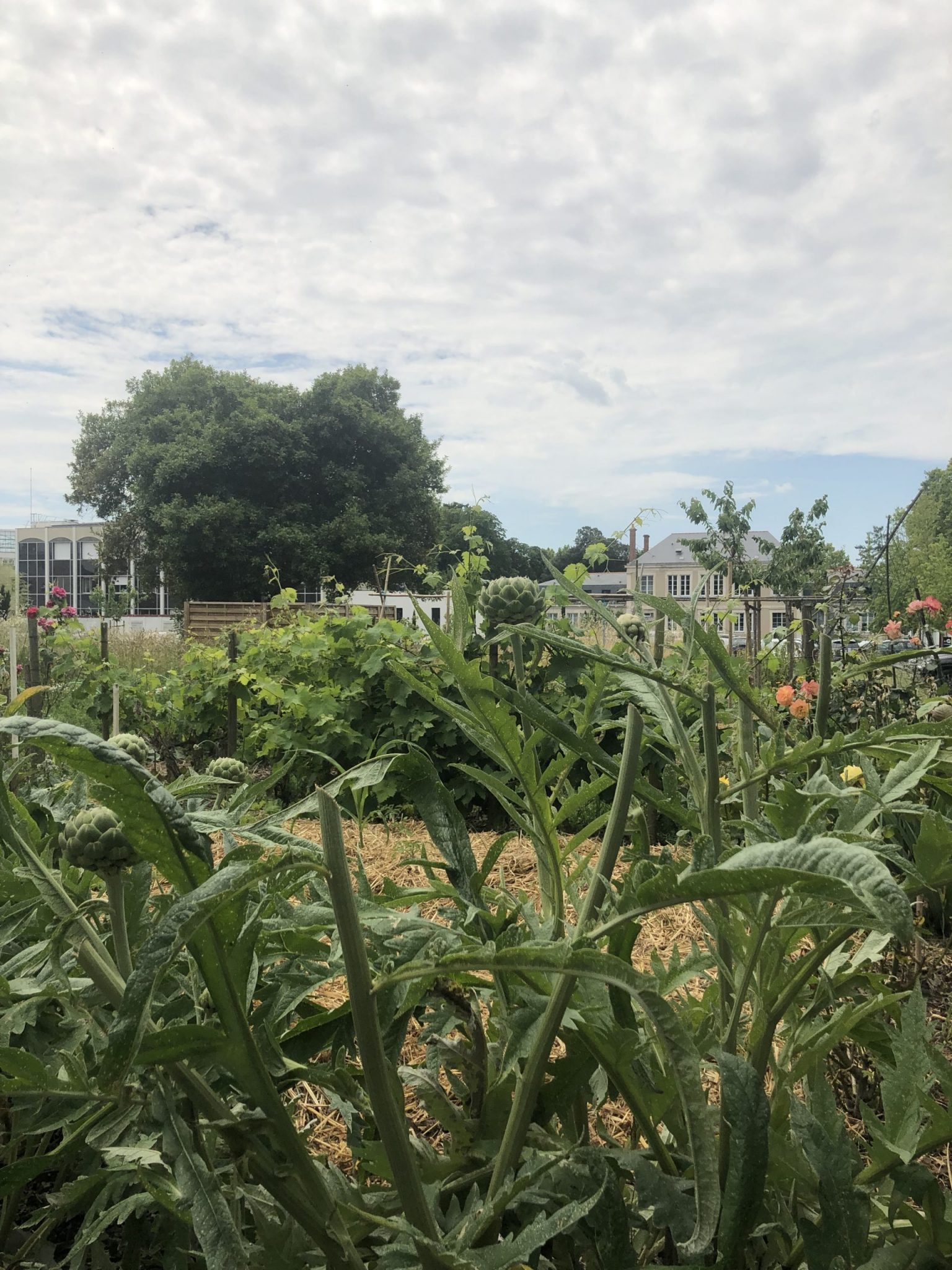 un petit coin de biodiversité à Angers