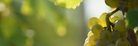 Formation WSET 2 