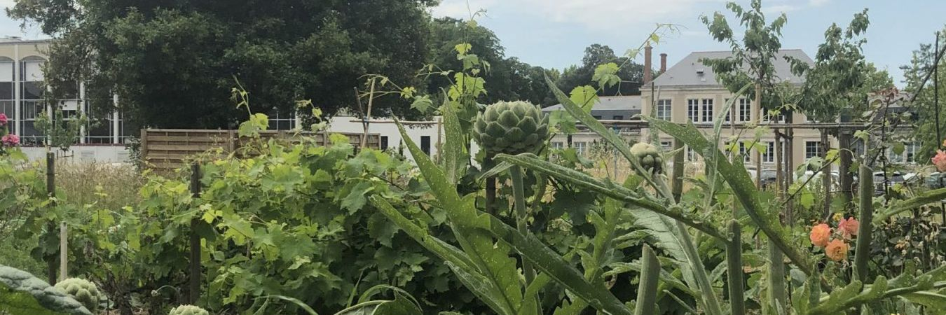 Un petit coin de biodiversité en plein centre d'Angers